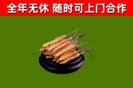 新兴烟酒回收冬虫夏草.jpg